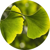 Иллюстрация Гинкго билоба