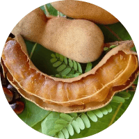 Иллюстрация Тамаринд