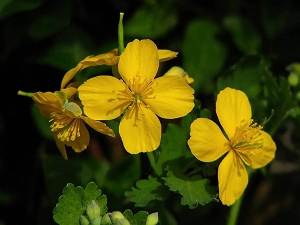 Экстракт чистотела