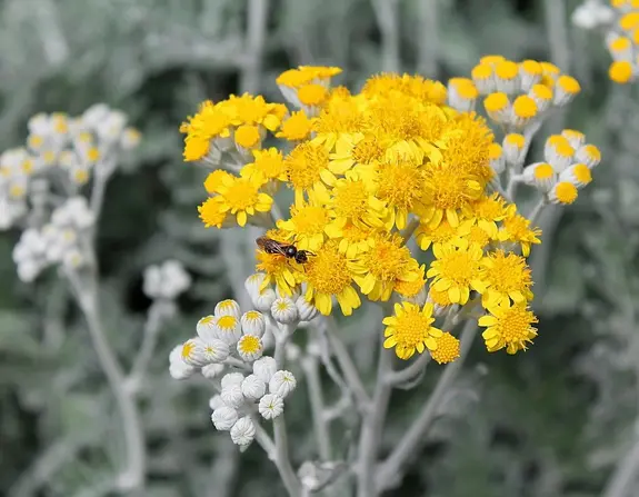 Экстракт травы полыни горькой