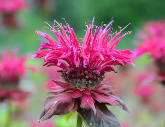 Экстракт монарды