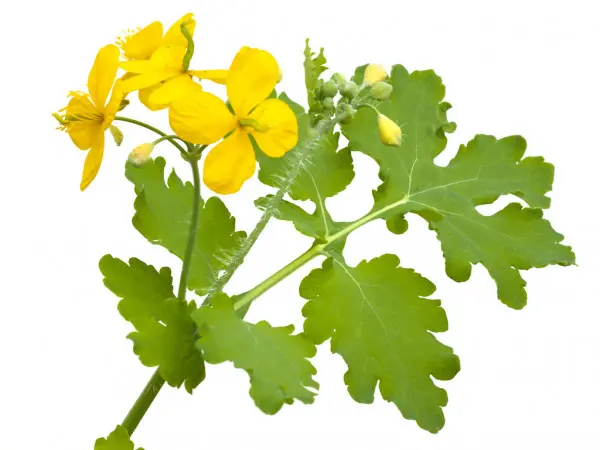 Экстракт чистотела