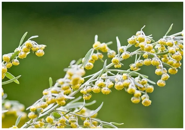 Состав Чёрного лекаря