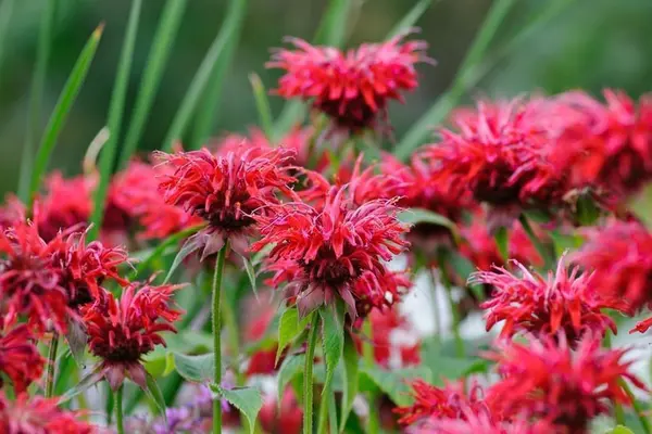 Экстракт монарды