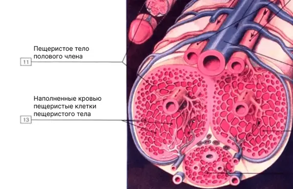 Диаграмма клеток пещеристых тел
