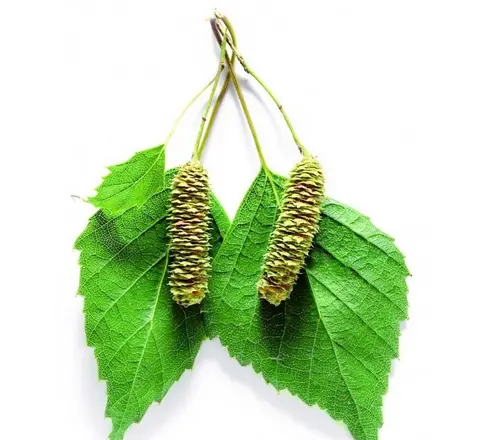 Масло чёрного тмина