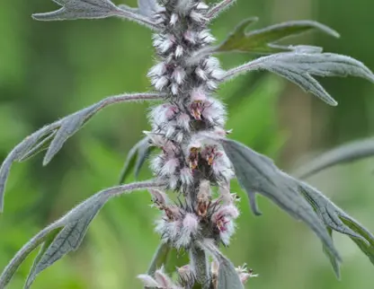 Водный экстракт пустырника пятилопастного