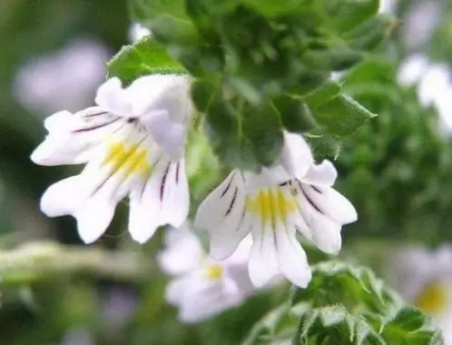 Водный экстракт травы очанки