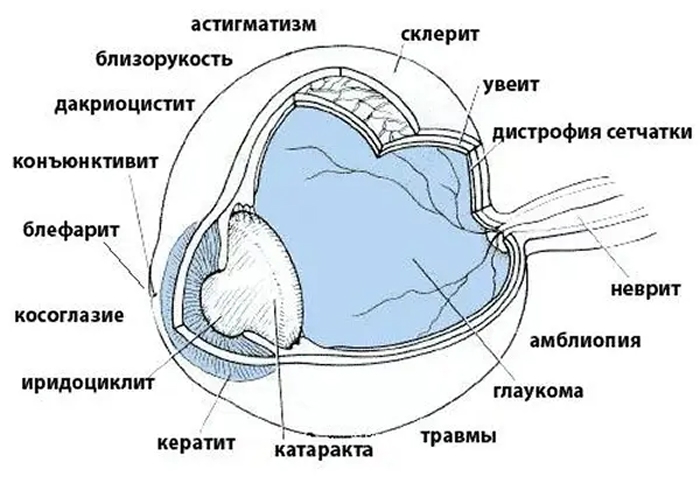 Глаз крупным планом