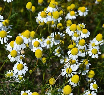 Водный экстракт зверобоя продырявленного