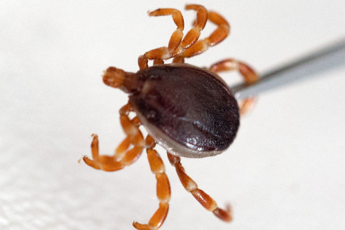 На юге России сообщили о распространении клещей рода Hyalomma