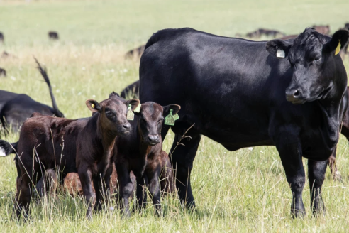 История с забоем скота у фермеров вызвала спор вокруг Мираторга